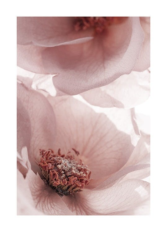 연분홍 장미 포스터 0