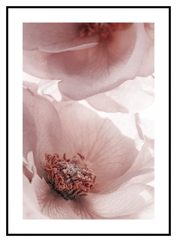 Plakat Dzikie Róże (30x40 cm) - Poster Store