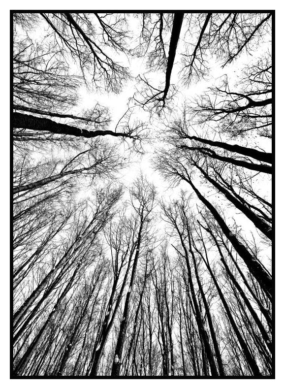 Plakat Wierzchołki Drzew (21x30 cm) - Poster Store