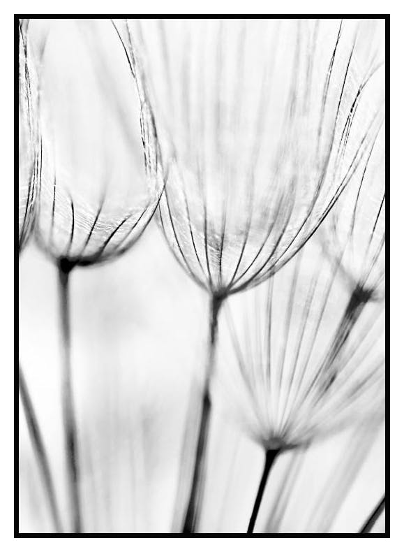 Løvetann Poster (13x18 cm) - Poster Store