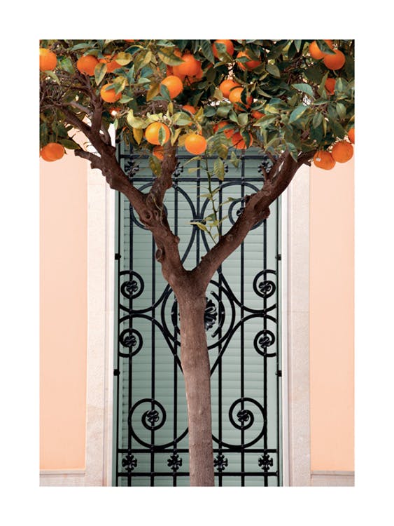 Sinaasappelboom in Valencia Poster 0