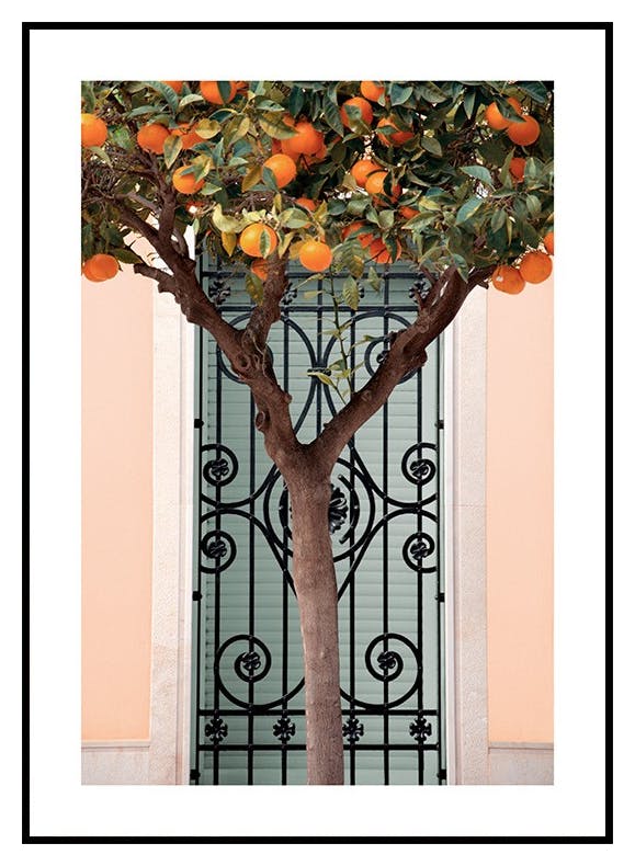Plakat Drzewko pomarańczowe w Walencji (50x70 cm) - Poster Store