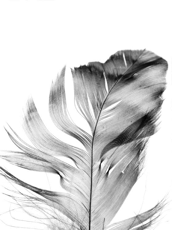 Feather Póster 0