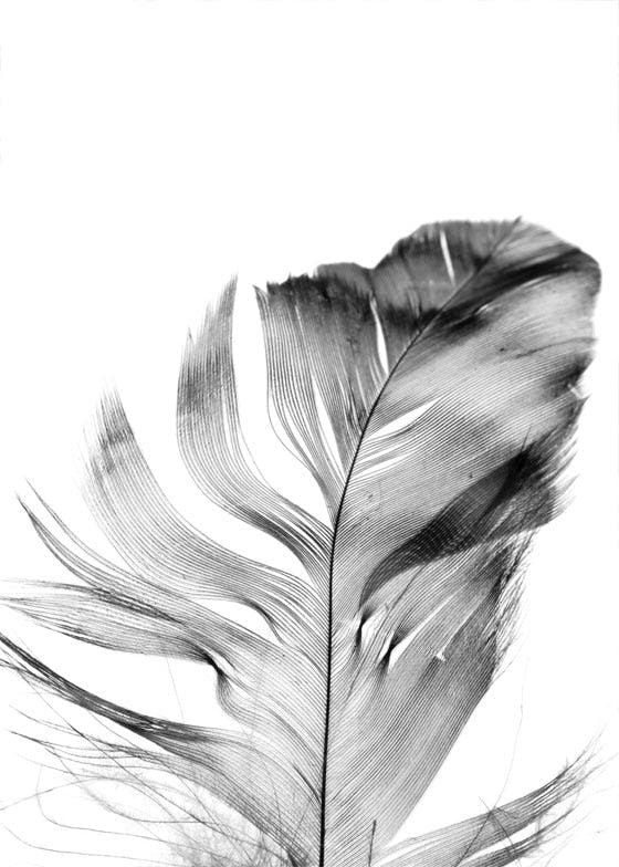 Feather Póster 0