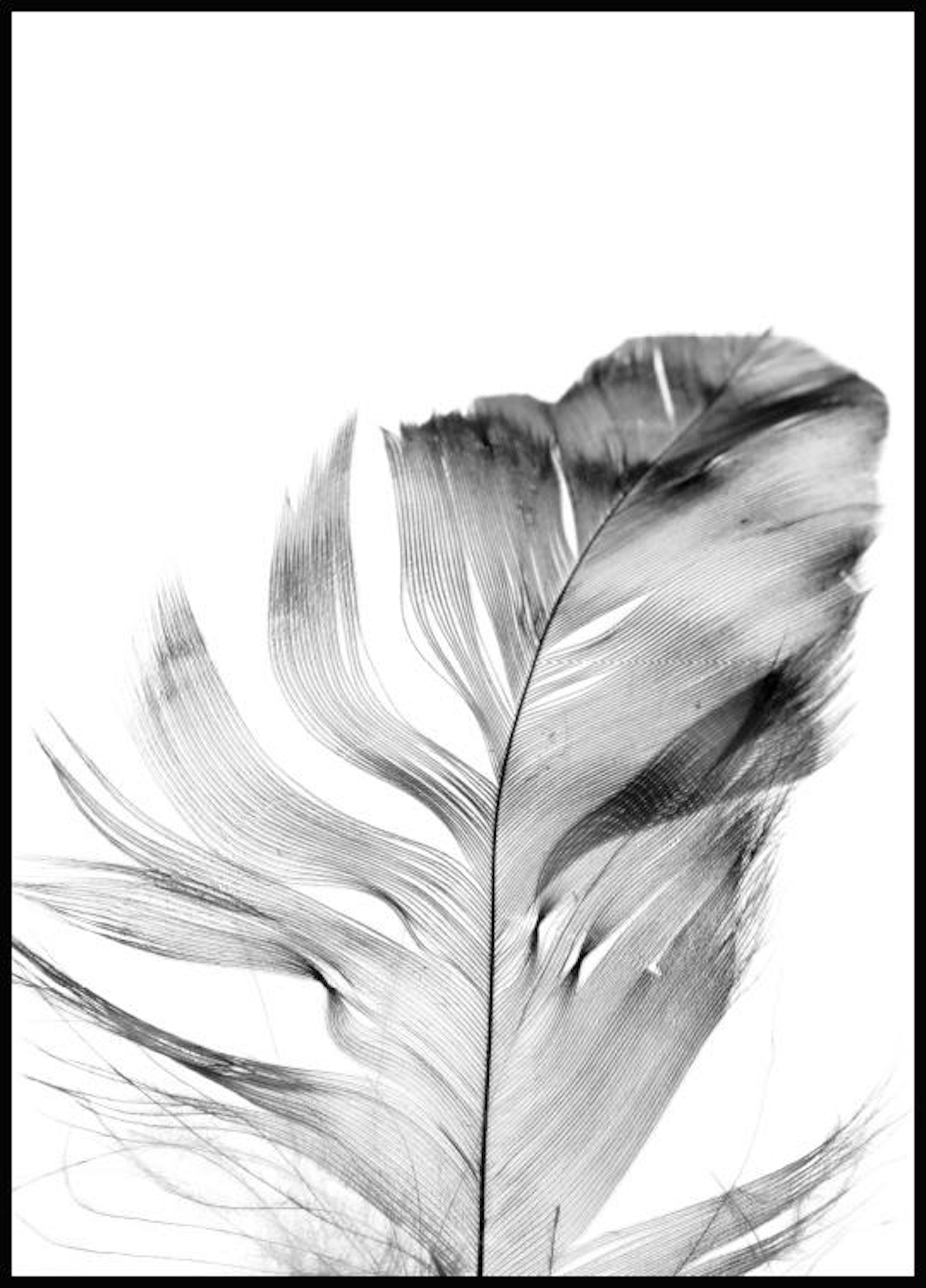 Feather Plakat 0