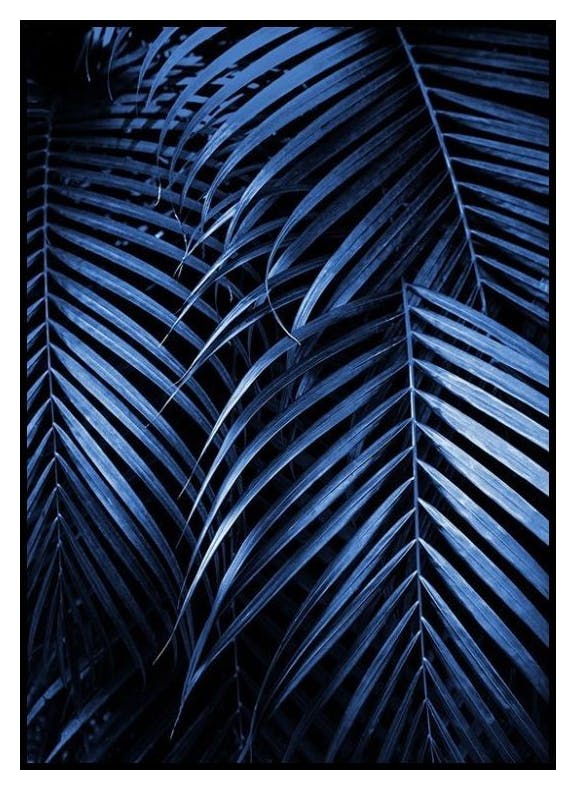 Blå palmblad nr2 Poster (50x70 cm) - Poster Store