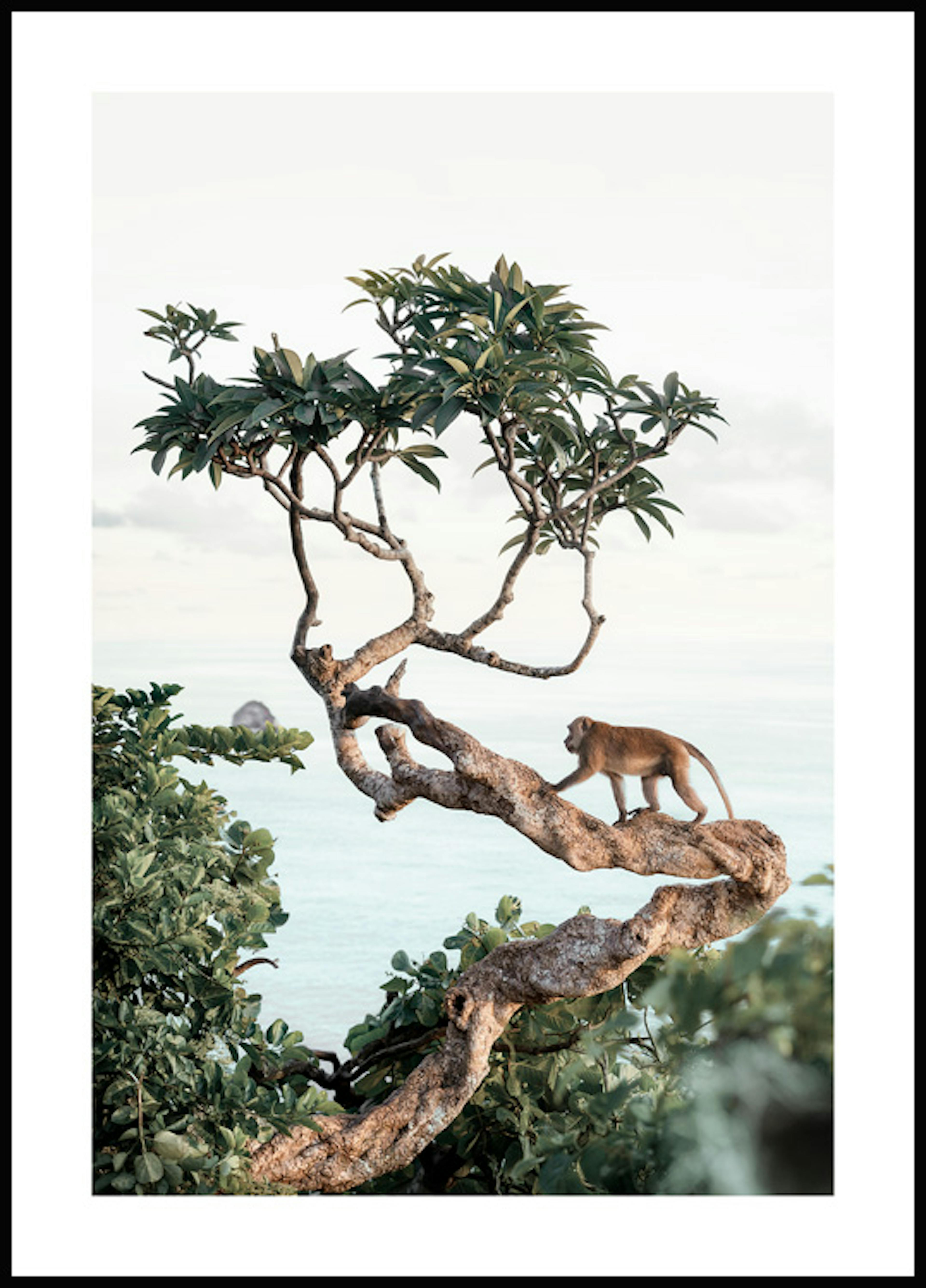 木の上の猿 ポスター 0