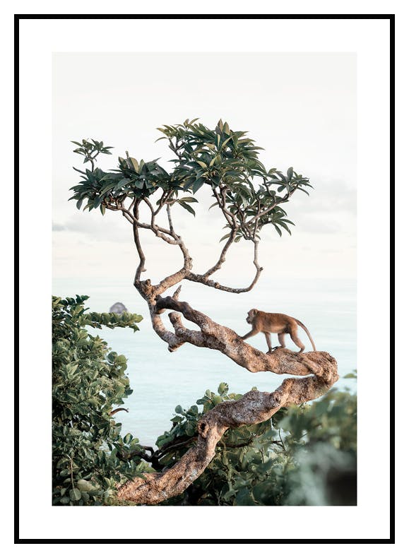 Apina Puussa Juliste (30x40 cm) - Poster Store