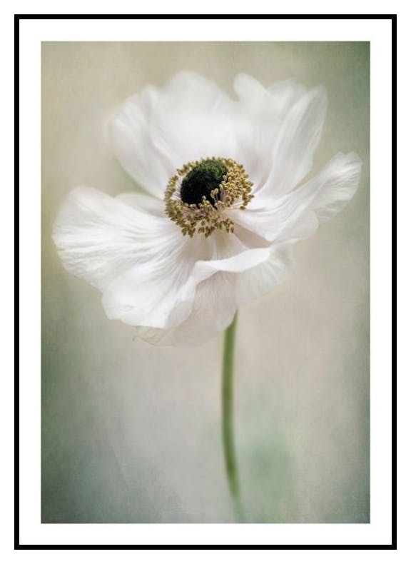 Single White Plakat (30x40 cm) - Poster Store