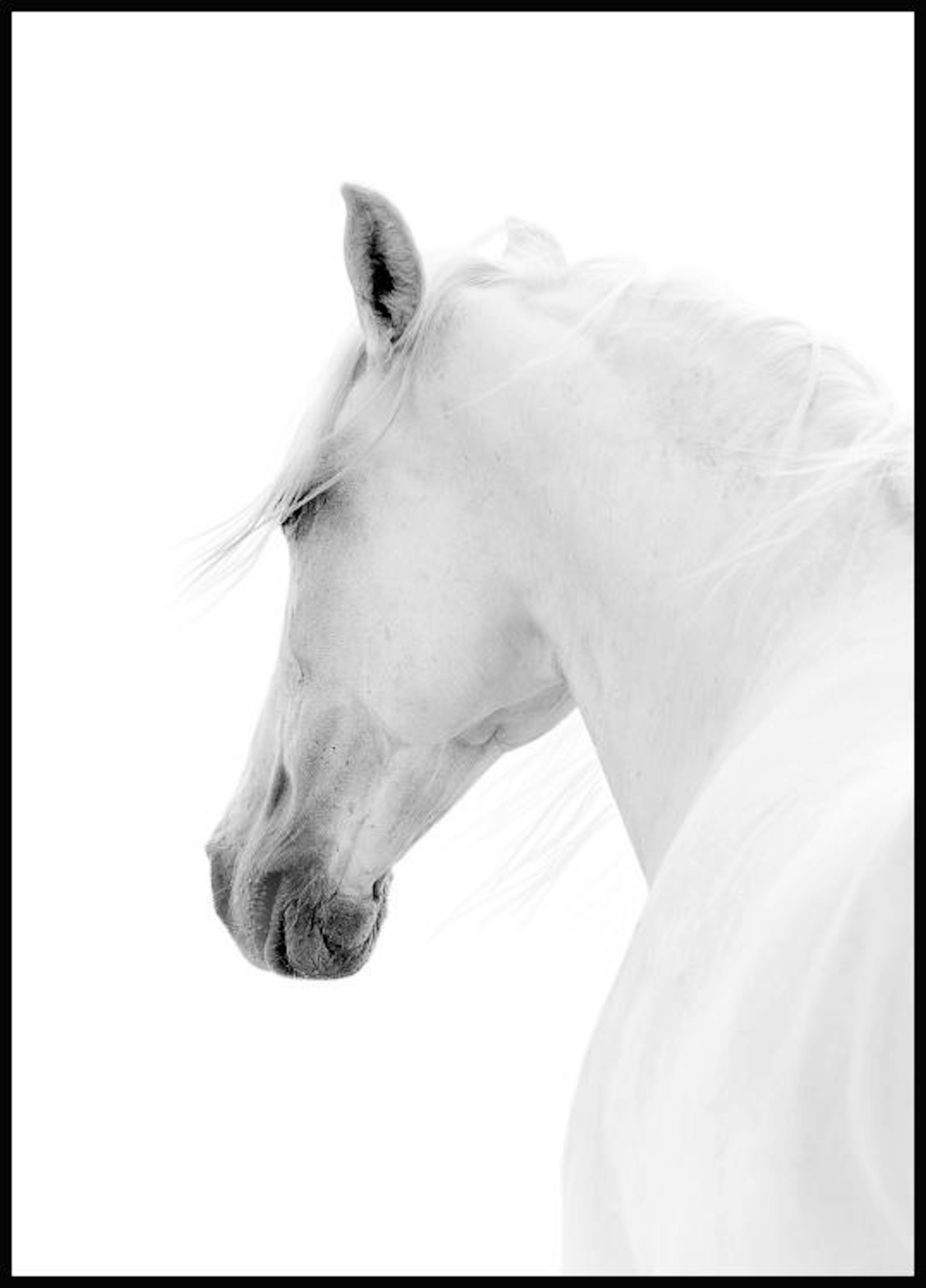 White Horse Poster 0