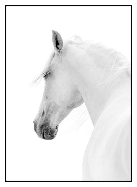 White Horse Poster (40x50 cm) - Poster Store