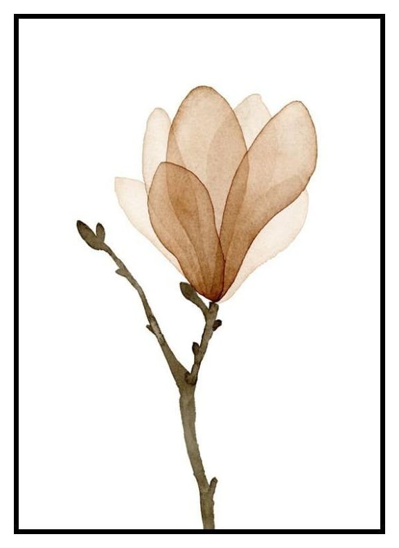 Akvarell Magnolia Plakat (50x70 cm) - Poster Store