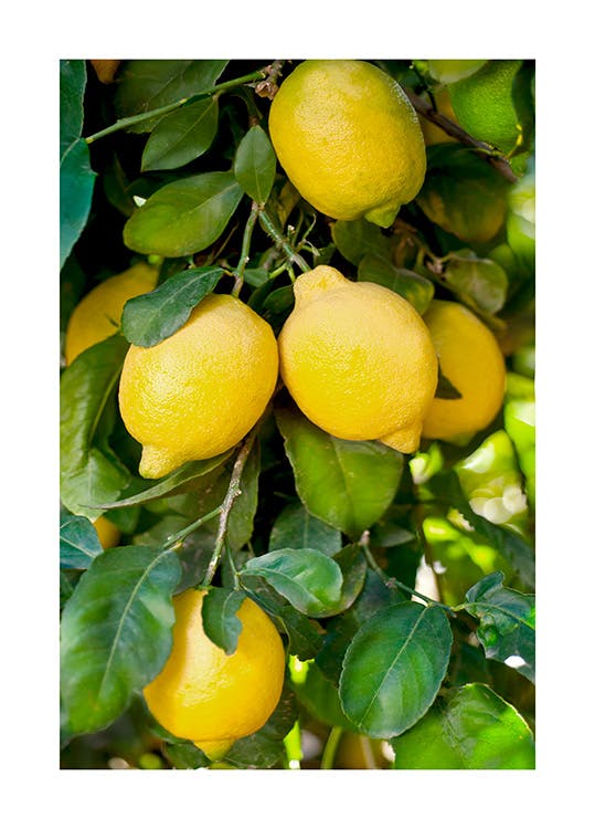 Citronträd Poster 0