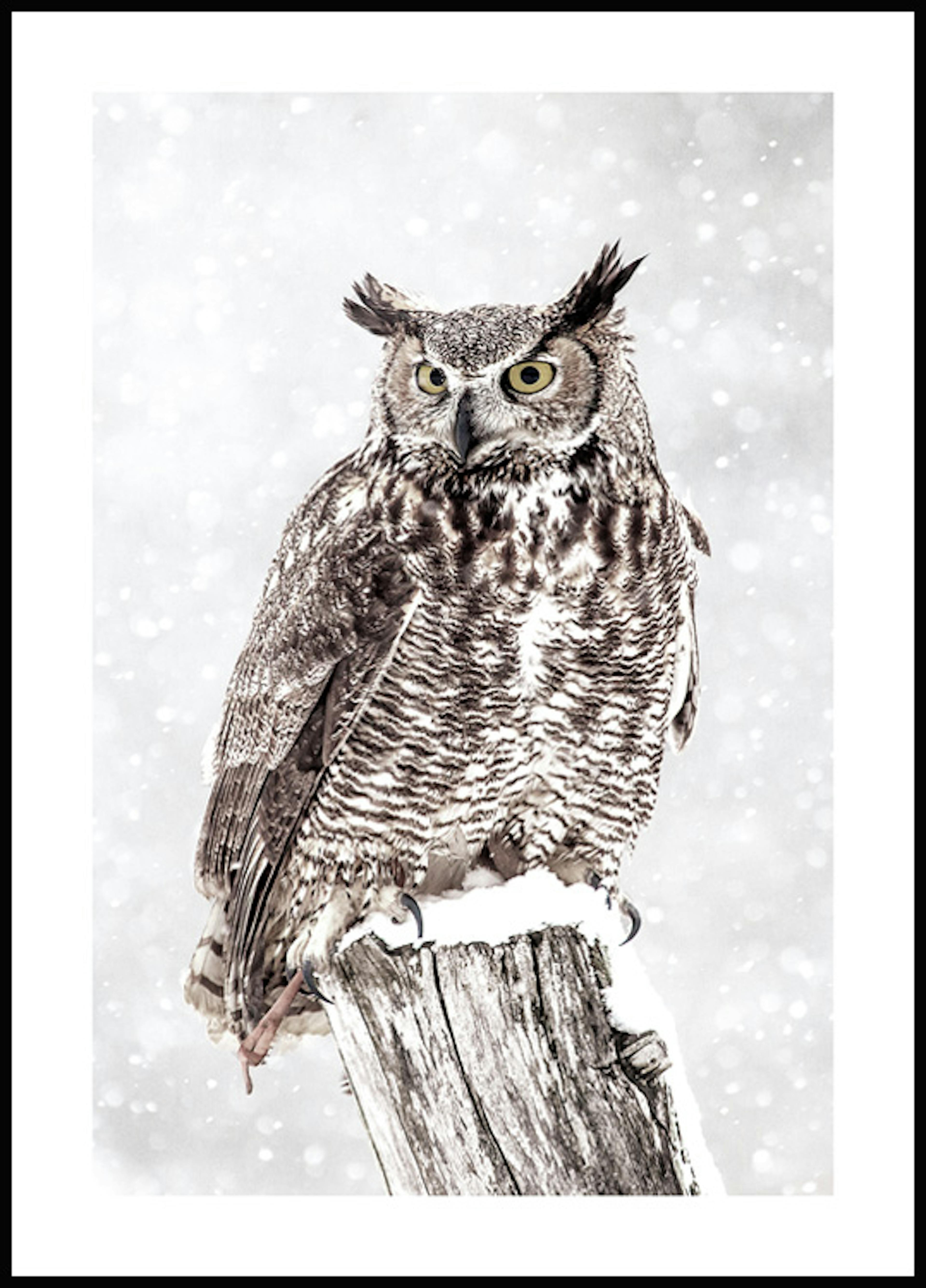 Owl in Snowfall Poster thumbnail