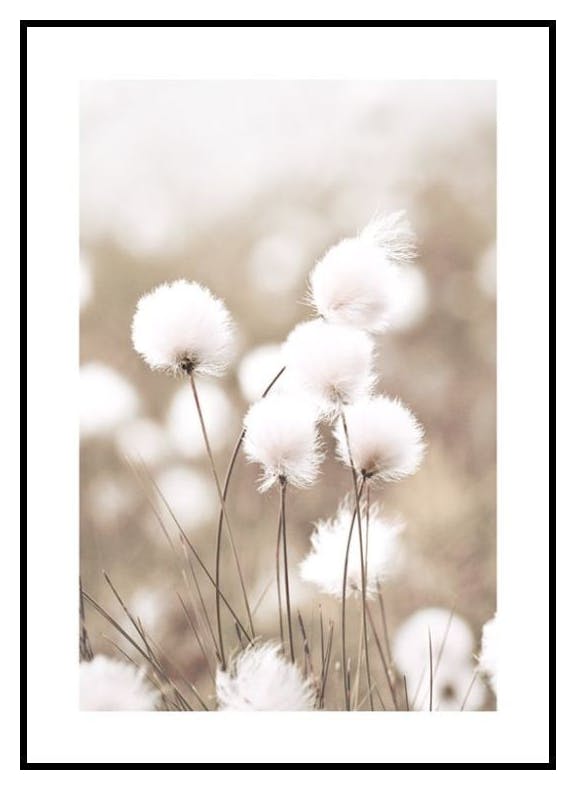 Cottongrass Poster (70x100 cm) - Poster Store