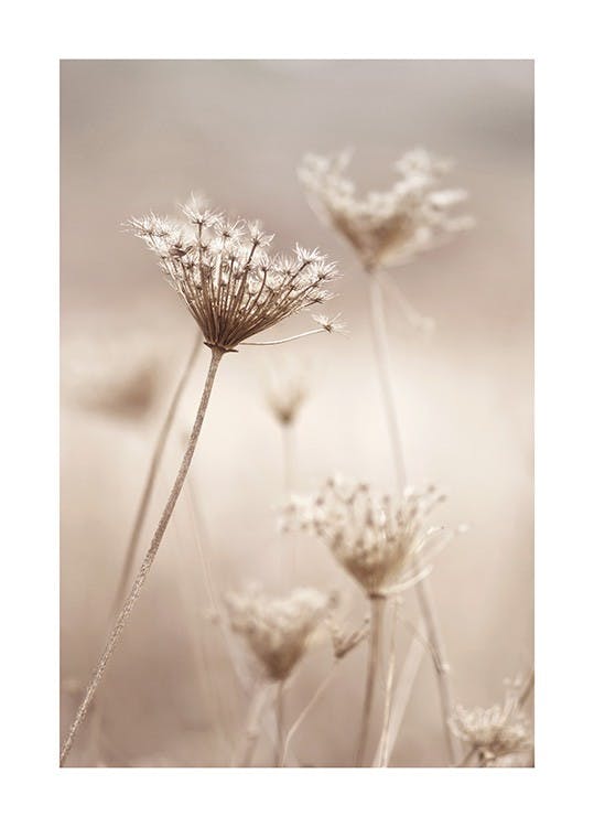 Dry Flowers Poster 0