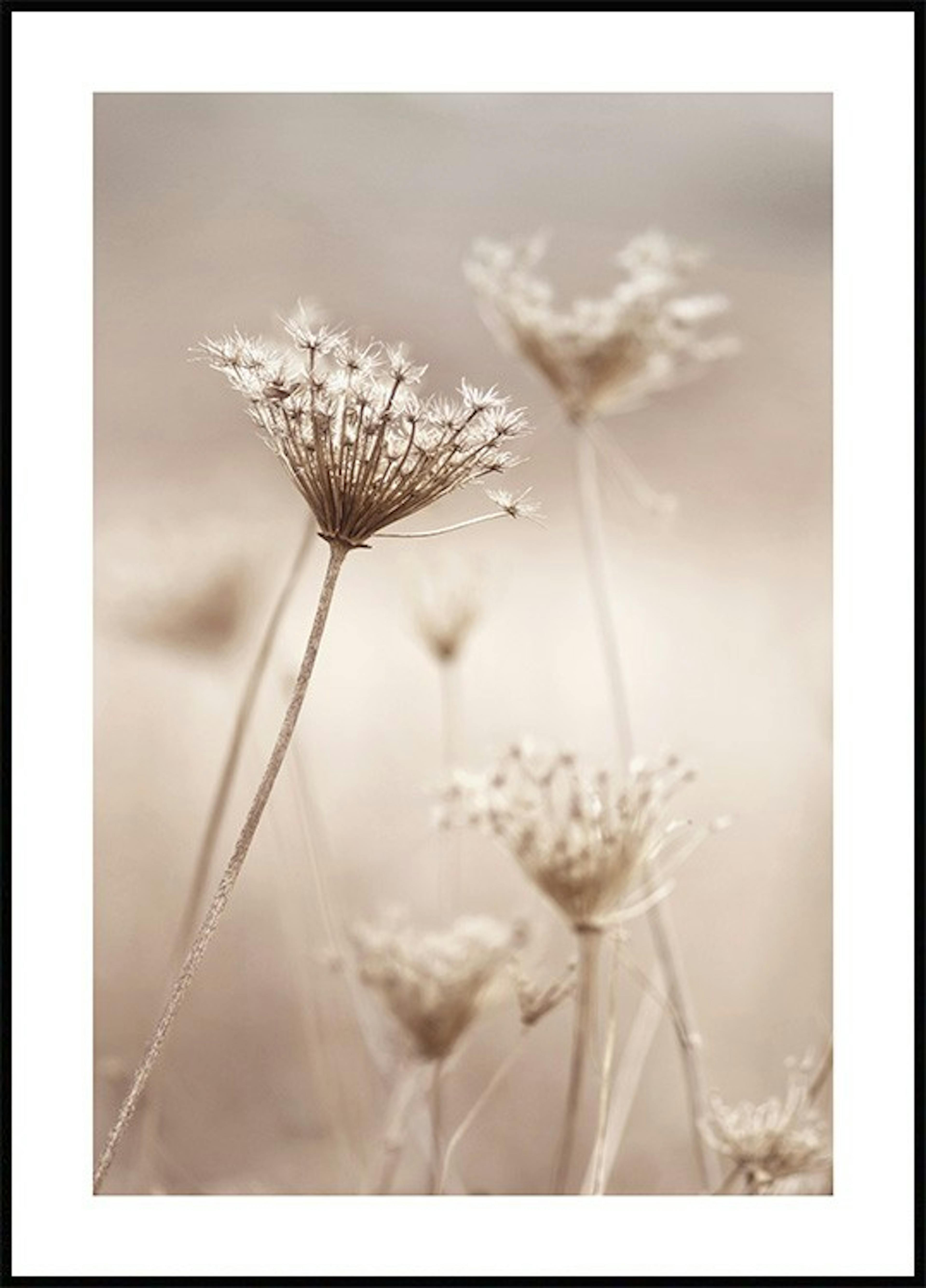 Dry Flowers Poster 0