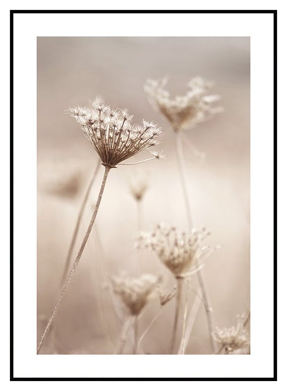 Plakat Suszone Kwiaty (50x70 cm) - Poster Store