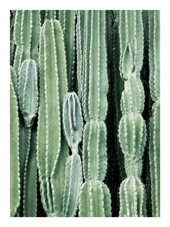 Cactus Juliste 0