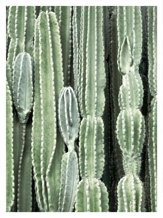 Plakat Kaktus 0