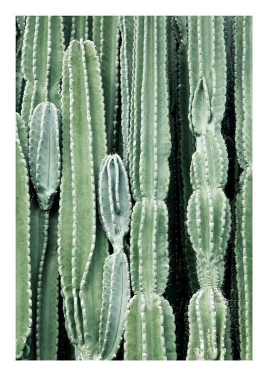 Cactus Plakat 0