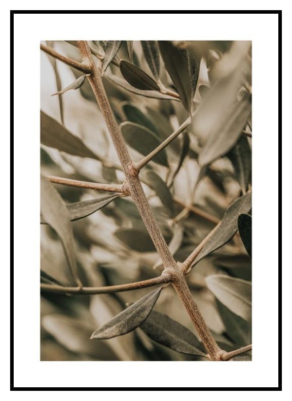 Gedetailleerde Olijftak Poster (30x40 cm) - Poster Store
