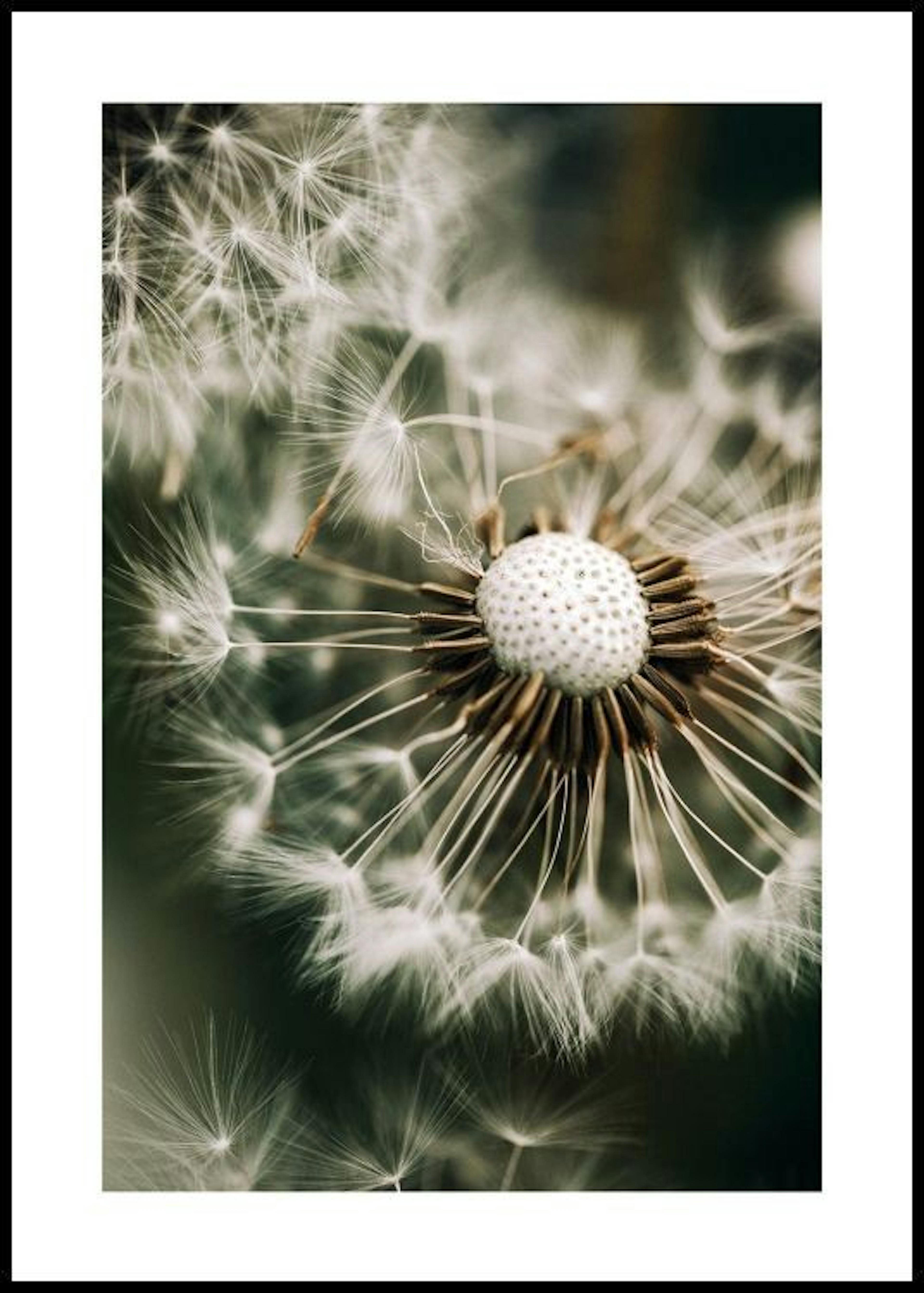 Dandelion in Green Poster 0