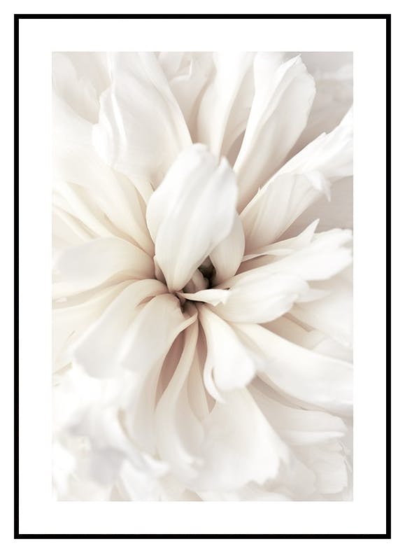 Close Up Blossom Poster (21x30 cm) - Poster Store