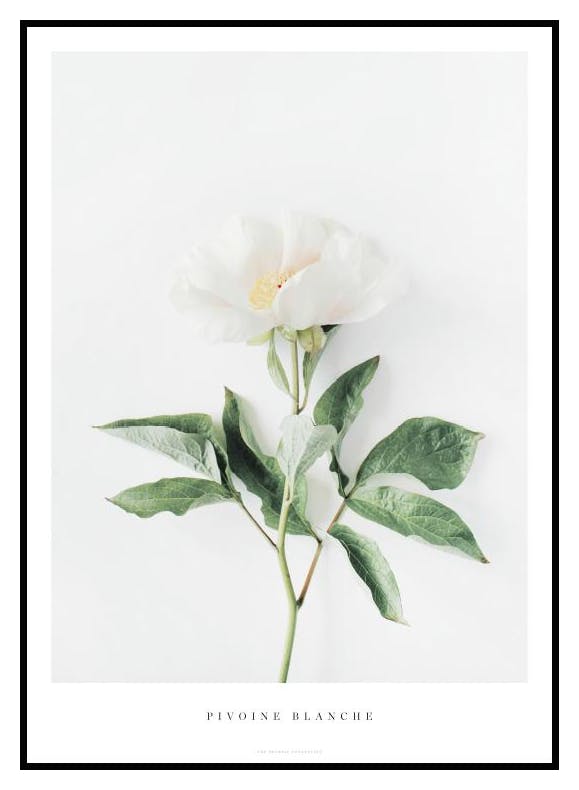 Vit Pion Poster (30x40 cm) - Poster Store