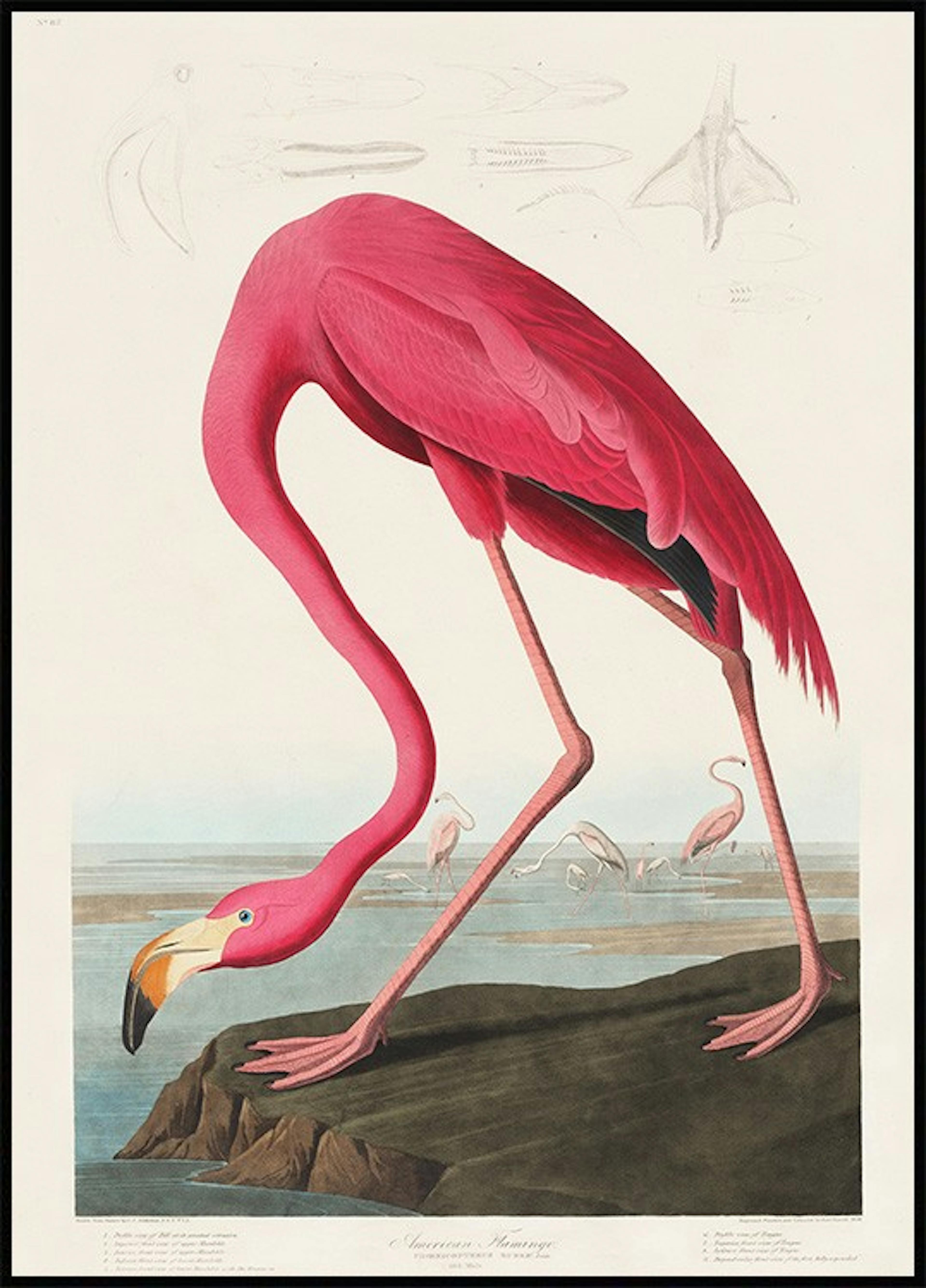 Amerikansk Flamingo Poster 0