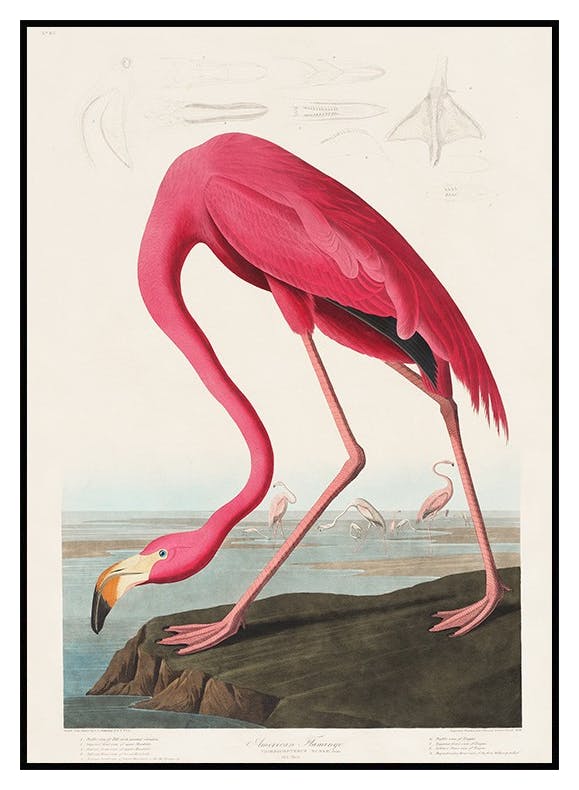 Plakat Amerykański Flaming (50x70 cm) - Poster Store