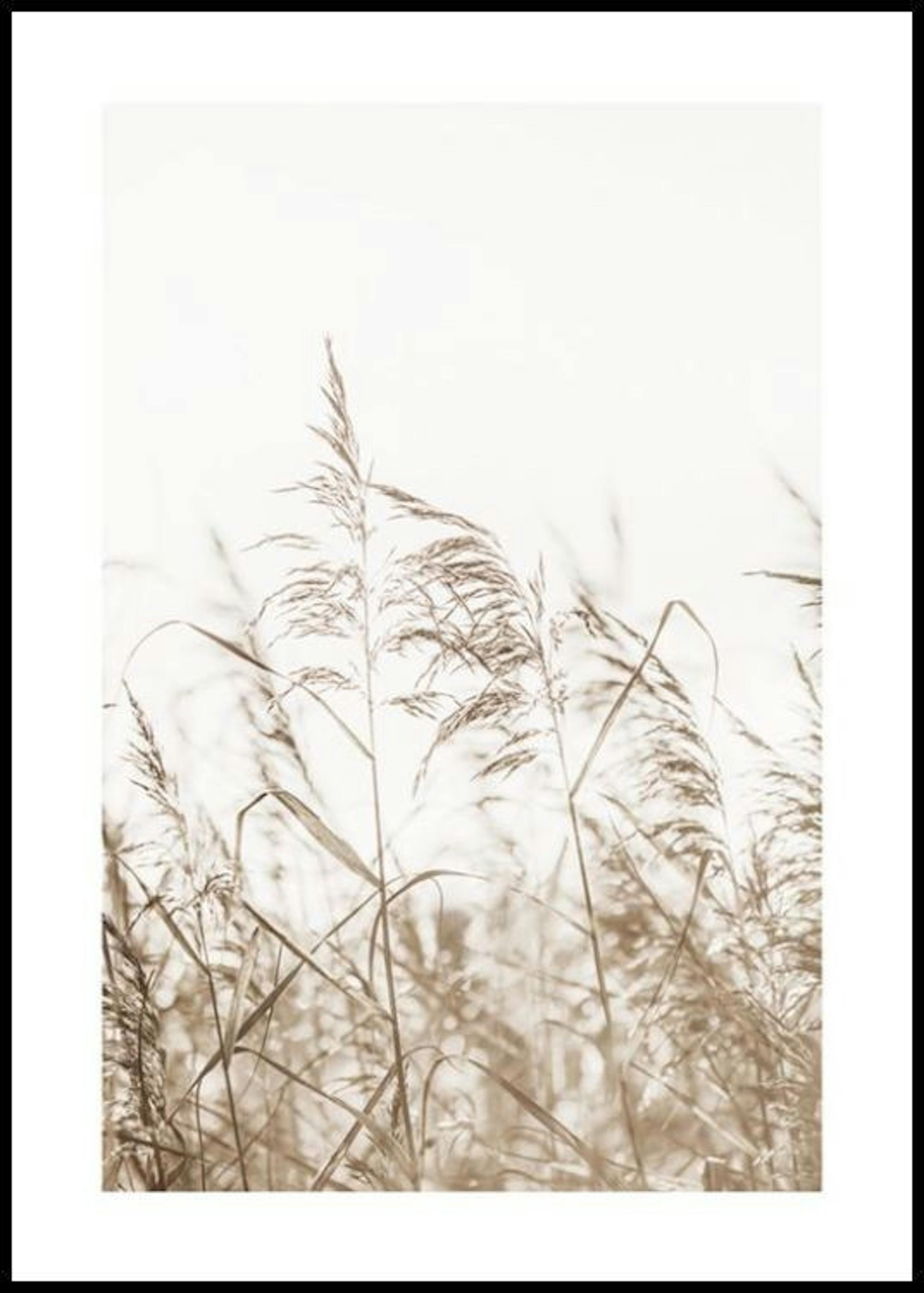 Dried Grass on Field No3 Poster thumbnail