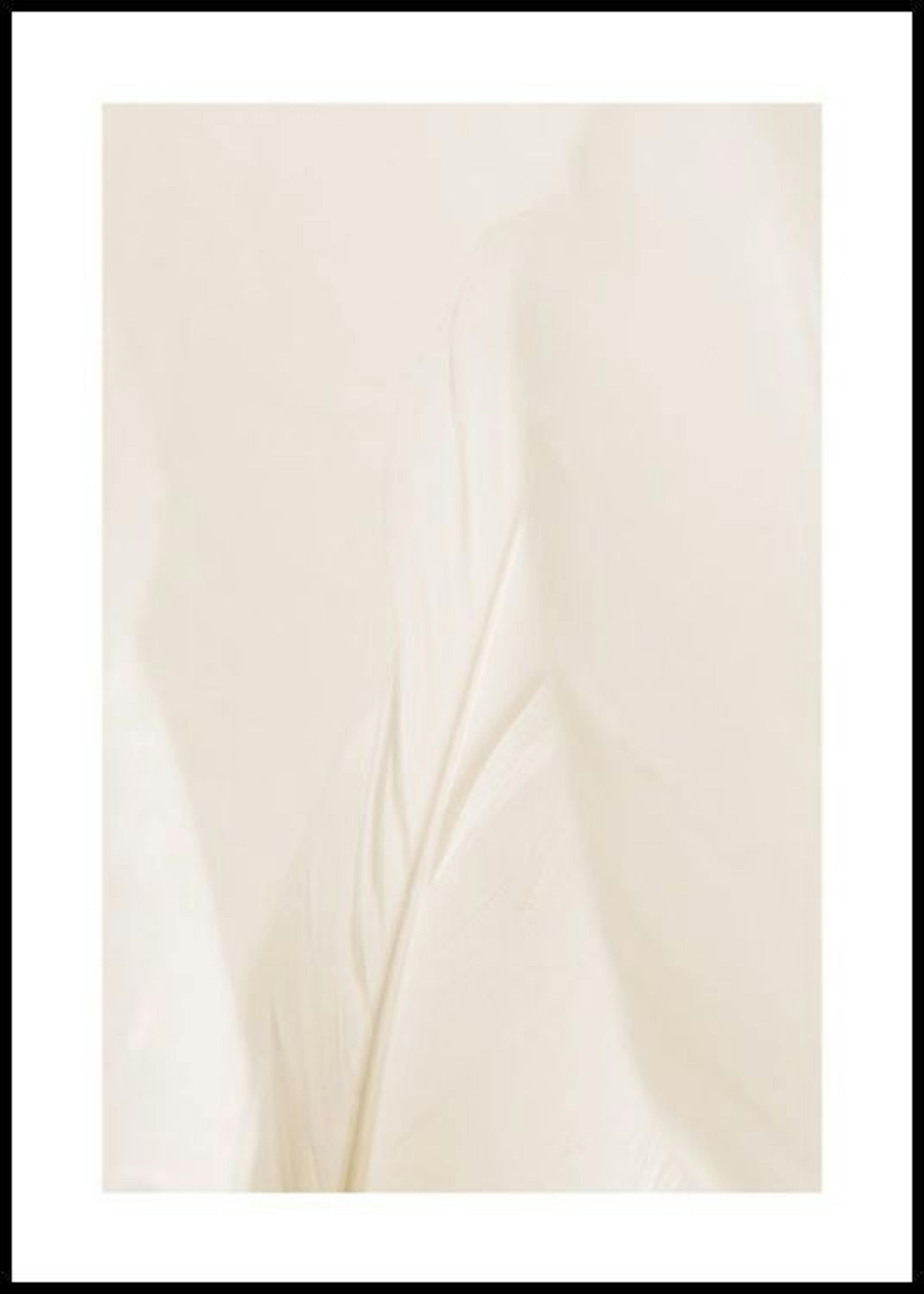 Pluma Beige Póster thumbnail