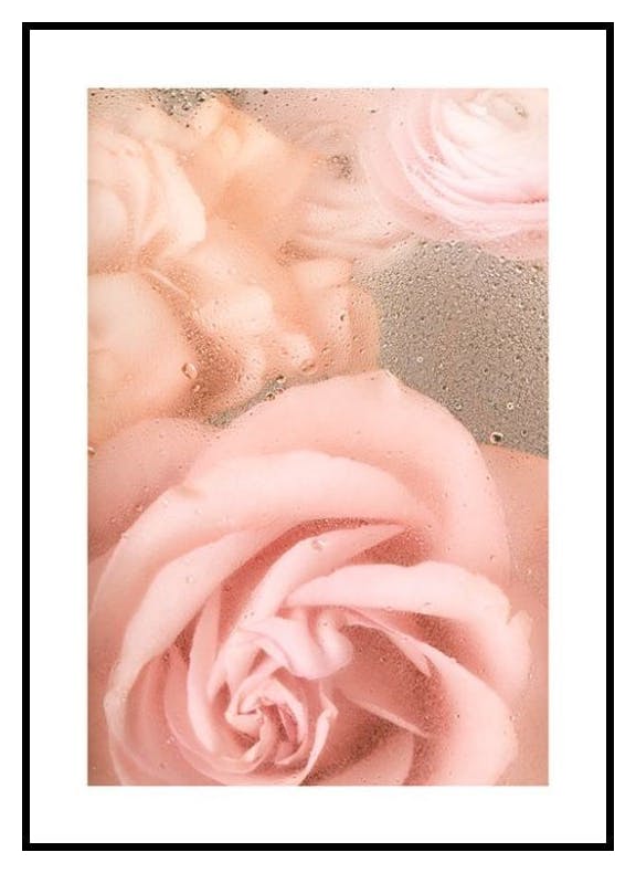 Romantiska Rosor No1 Poster (50x70 cm) - Poster Store