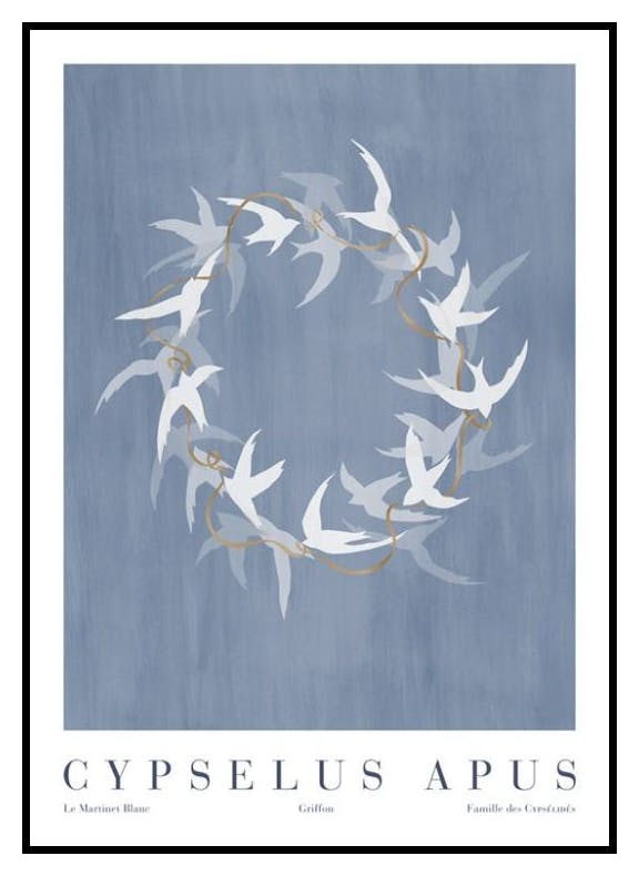 Cypselus Apus Plakat (50x70 cm) - Poster Store