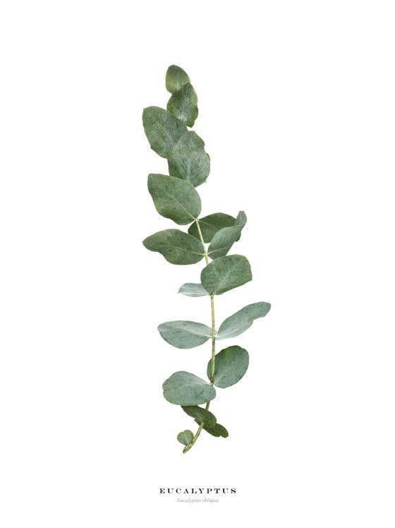 Eucalyptus Póster 0
