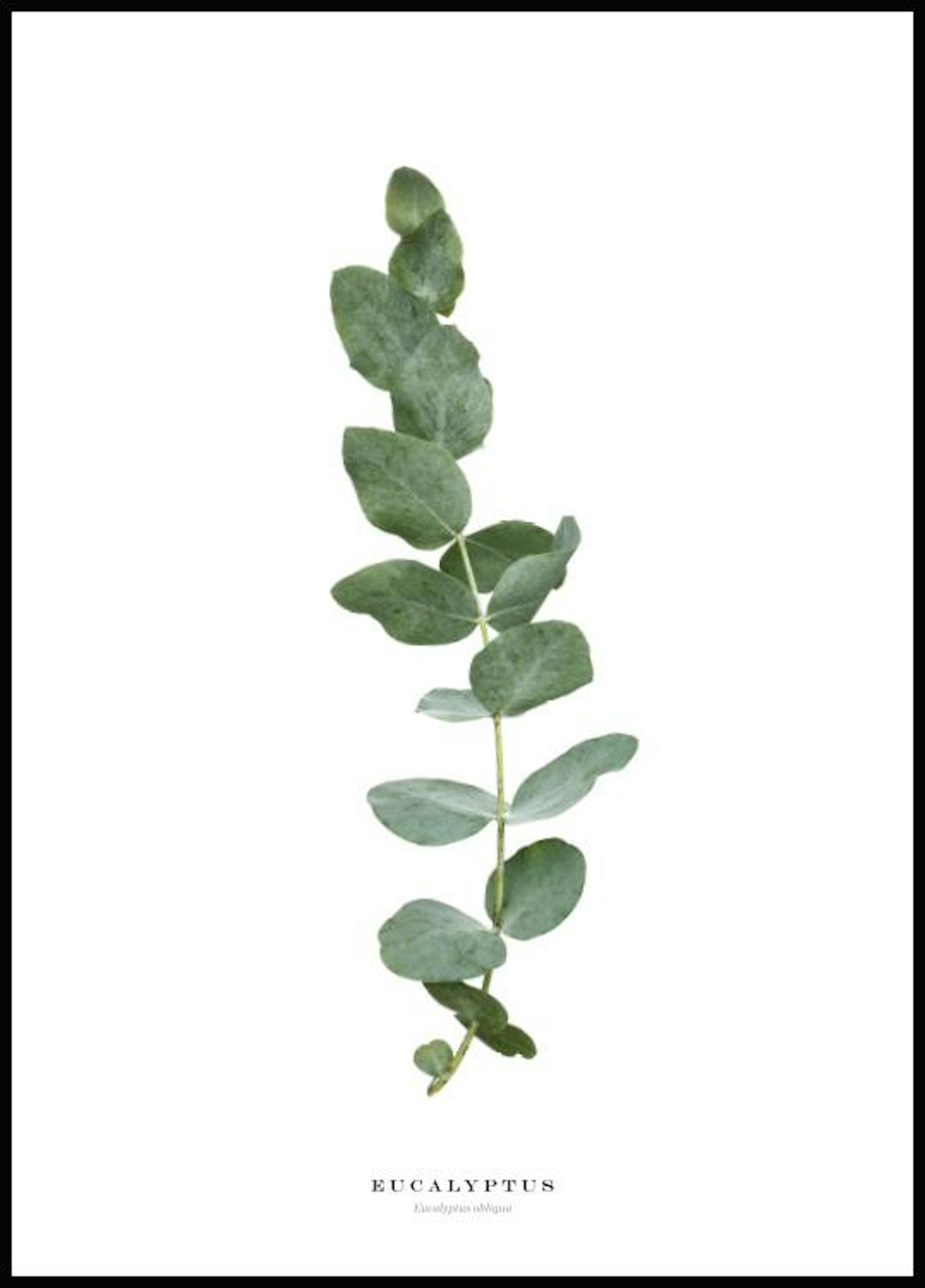 Eucalyptus Póster 0