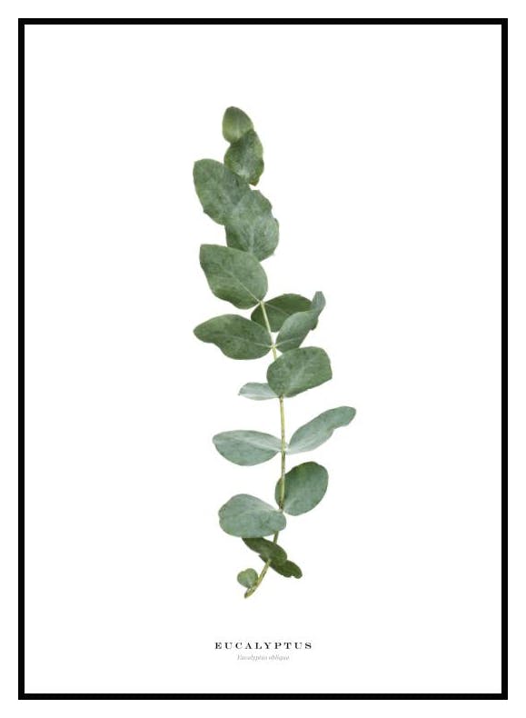 Eucalyptus. Poster (21x30 cm) - Poster Store
