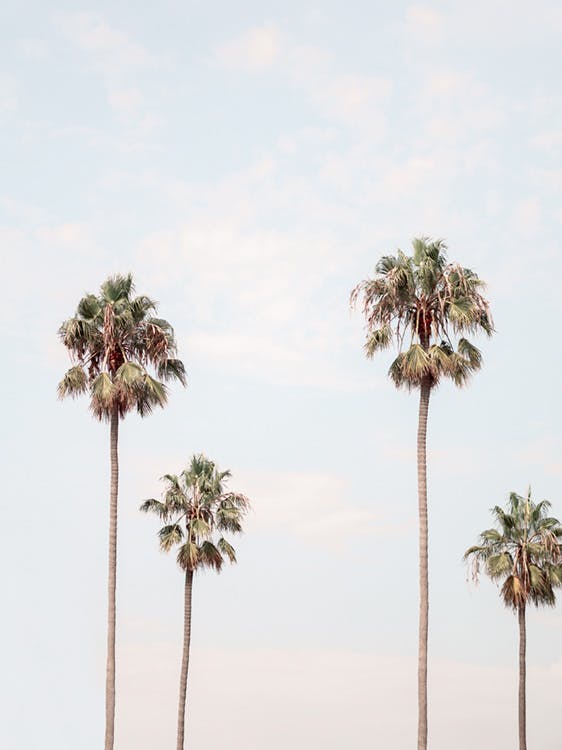 Poster van palmen in Los Angeles 0