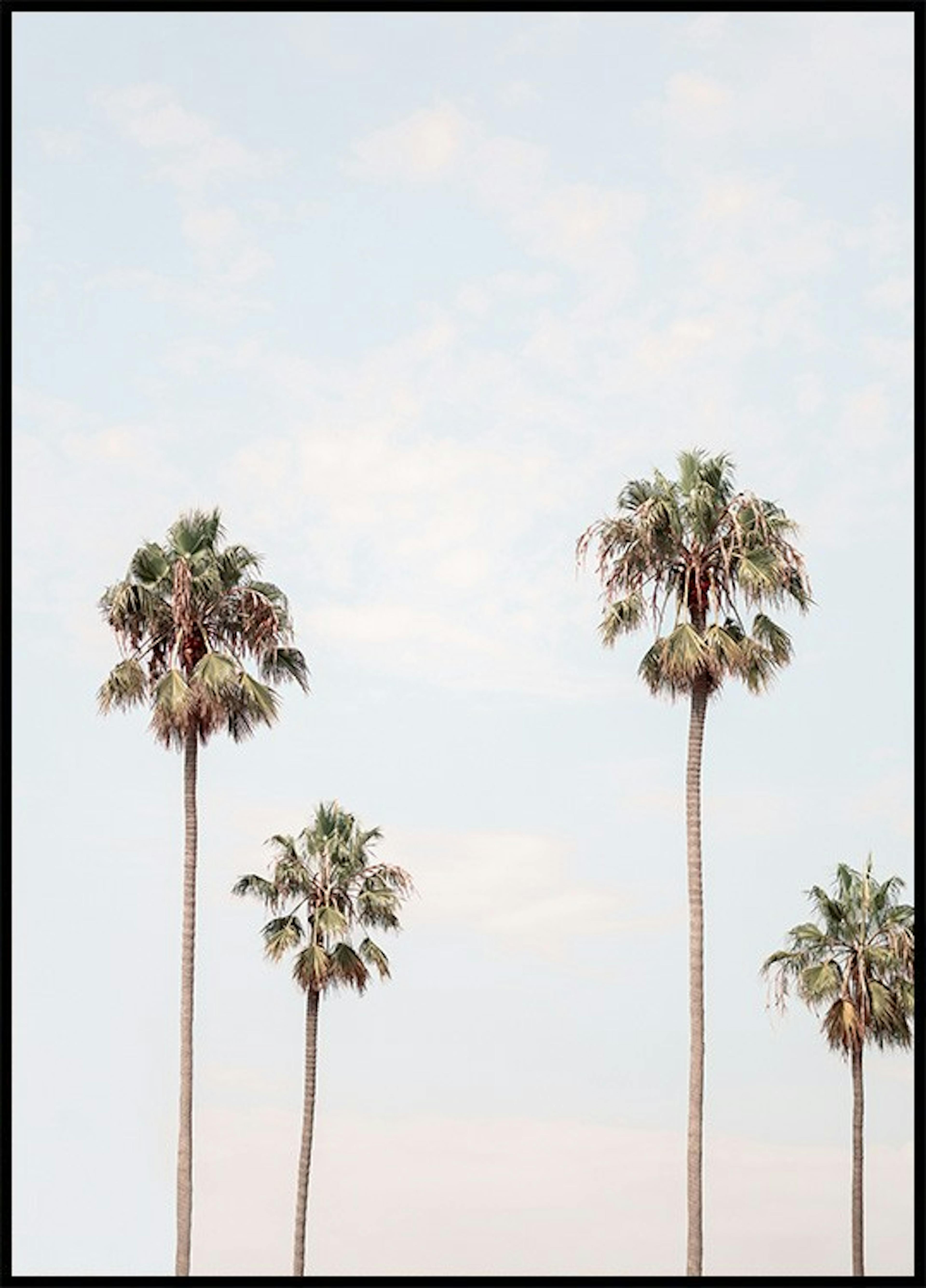 Palmy w Los Angeles Plakat 0