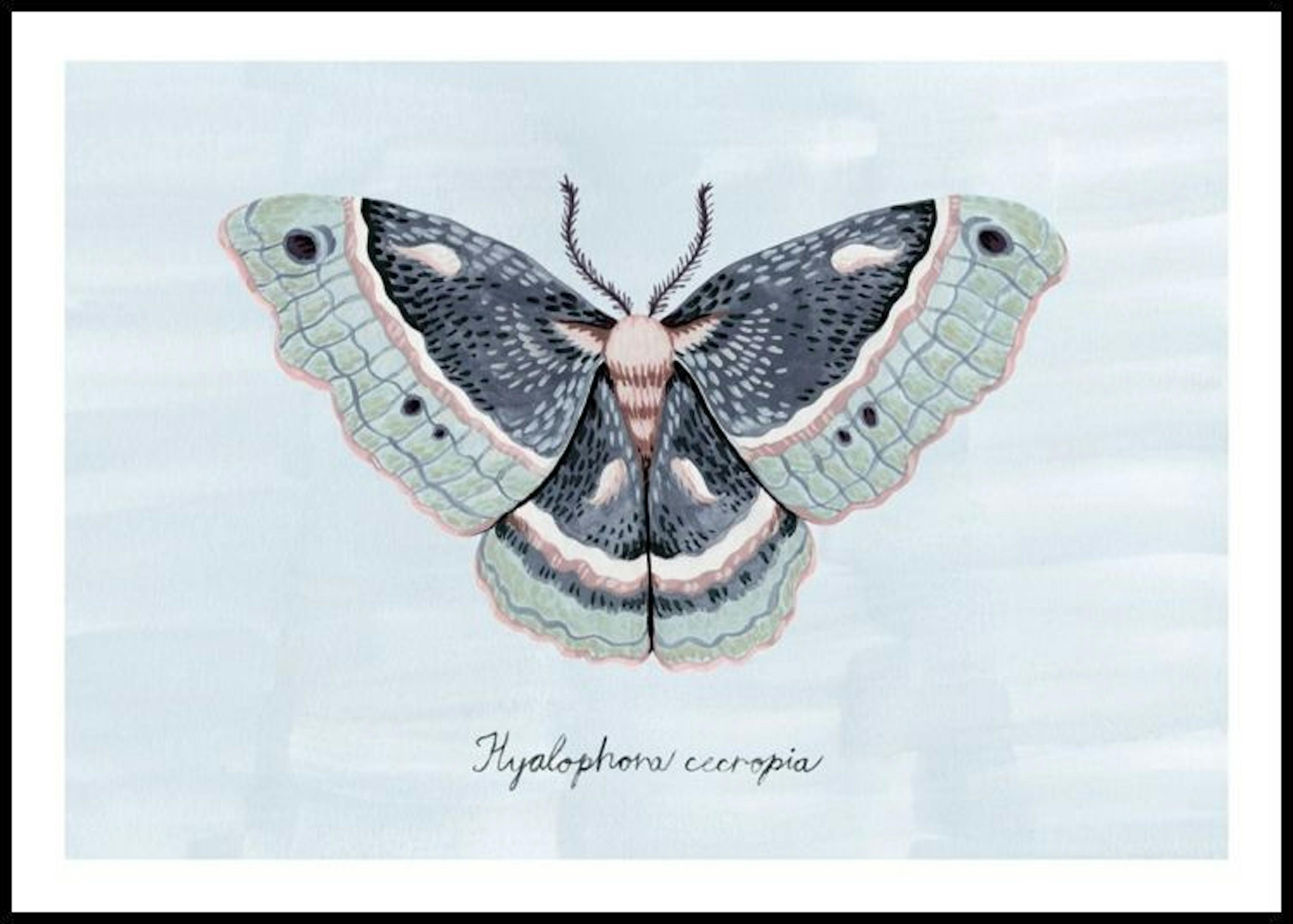 Polilla Pintada Póster thumbnail