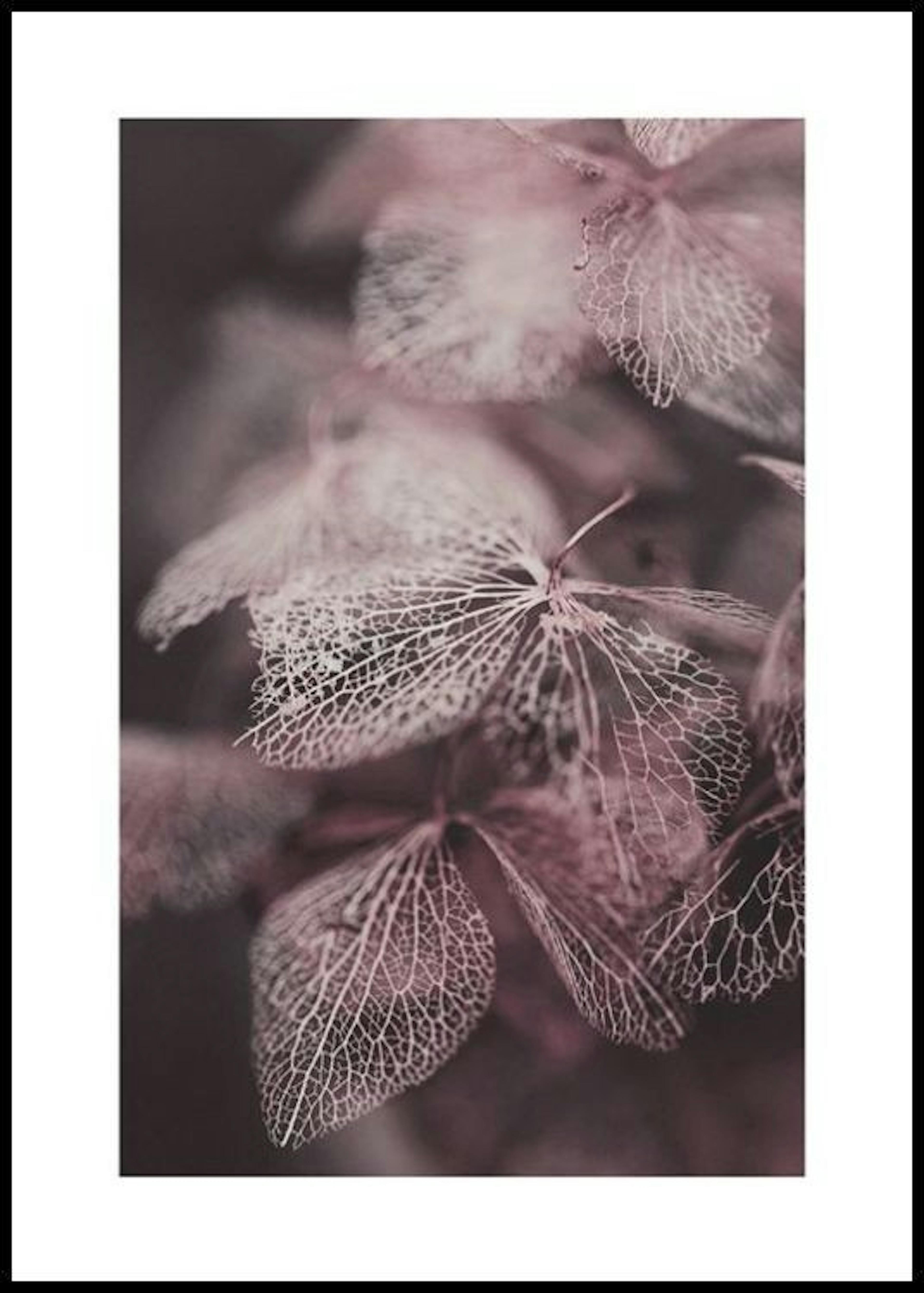 Hortensia Deshojándose Póster thumbnail