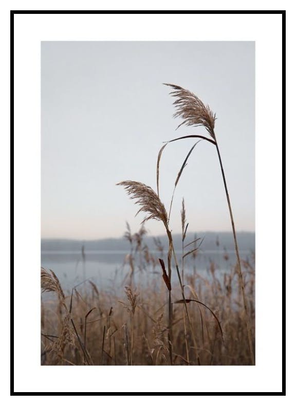 Roseaux au bord du lac Poster (50x70 cm) - Poster Store