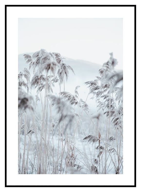 Frosty Reeds Poster (50x70 cm) - Poster Store