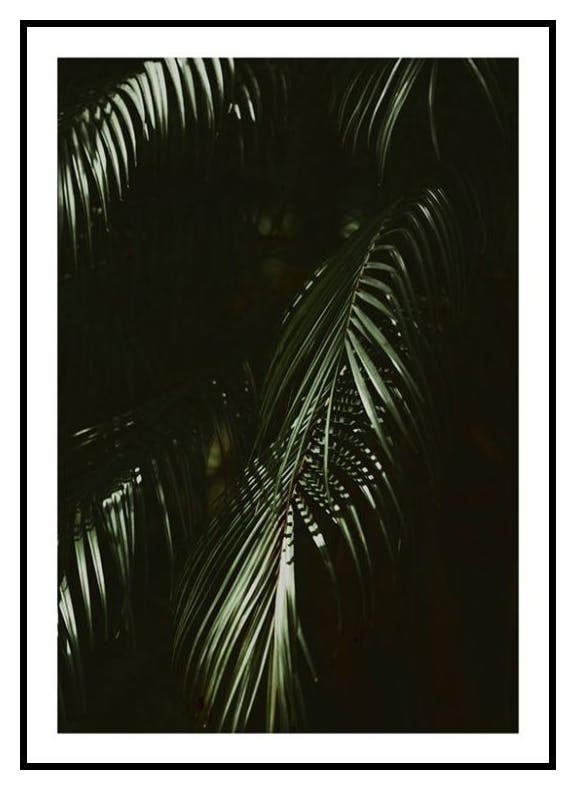 Dramatisk Palme Plakat (21x30 cm) - Poster Store