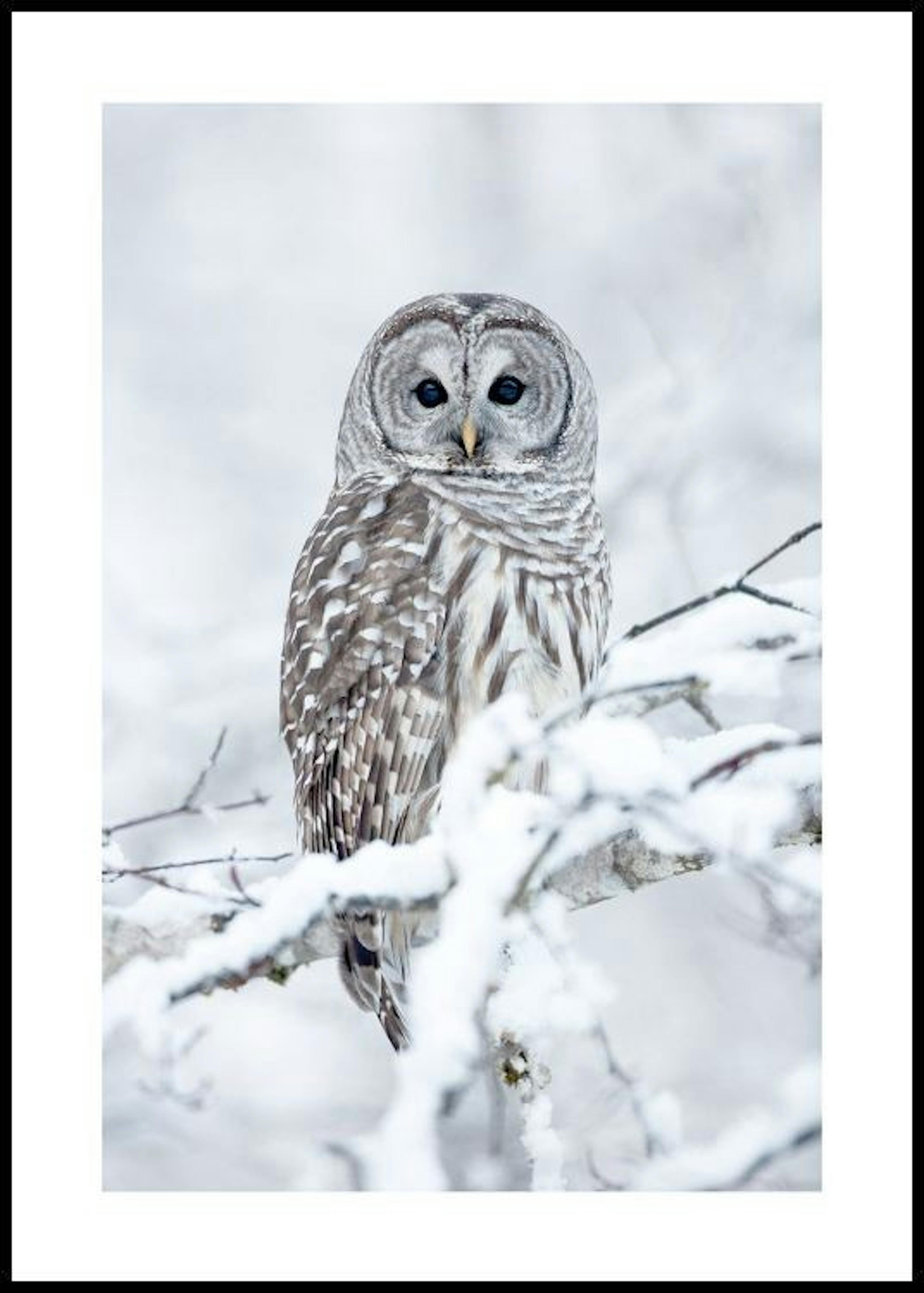 Barred Owl Poster thumbnail