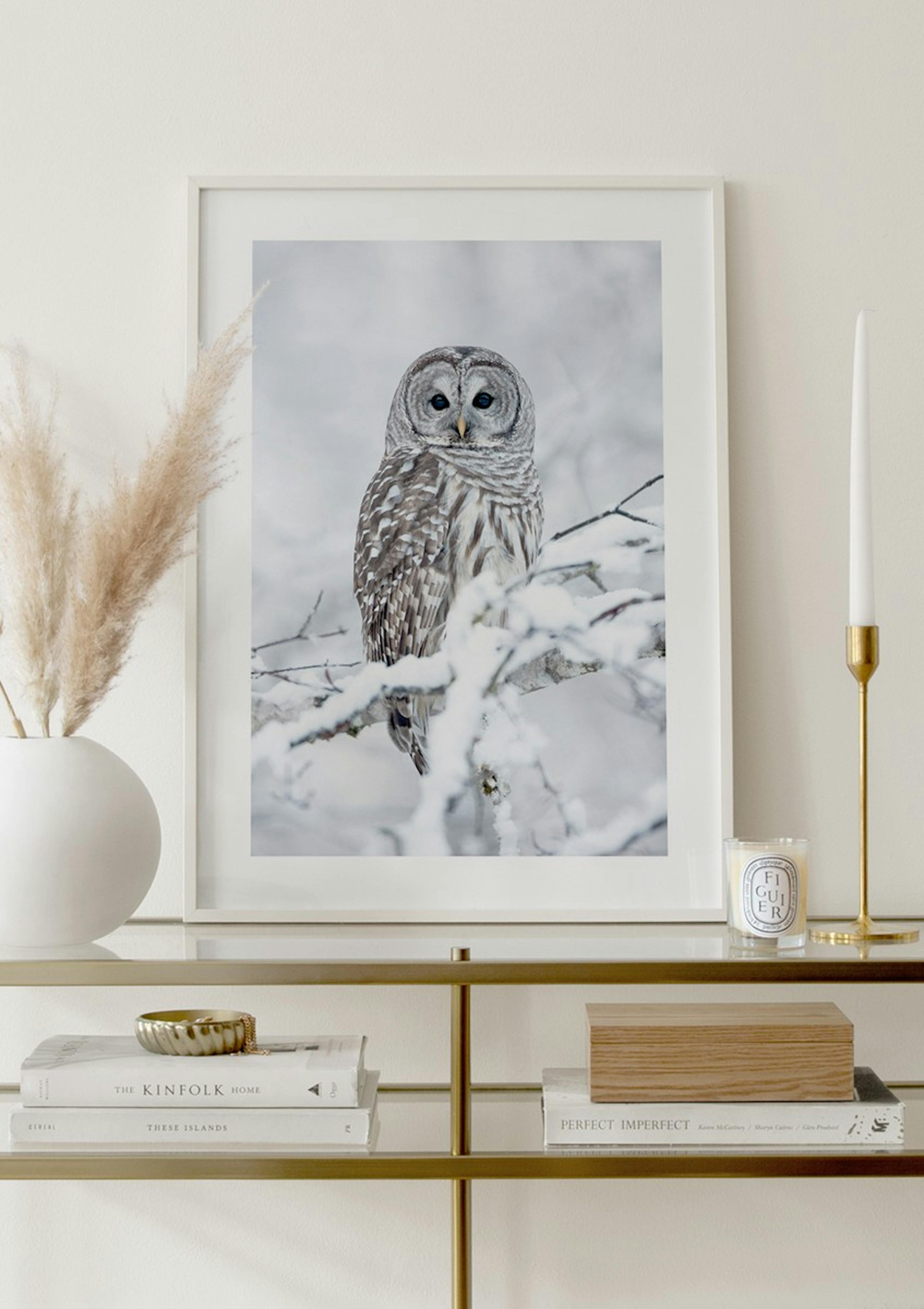 Barred Owl Poster thumbnail