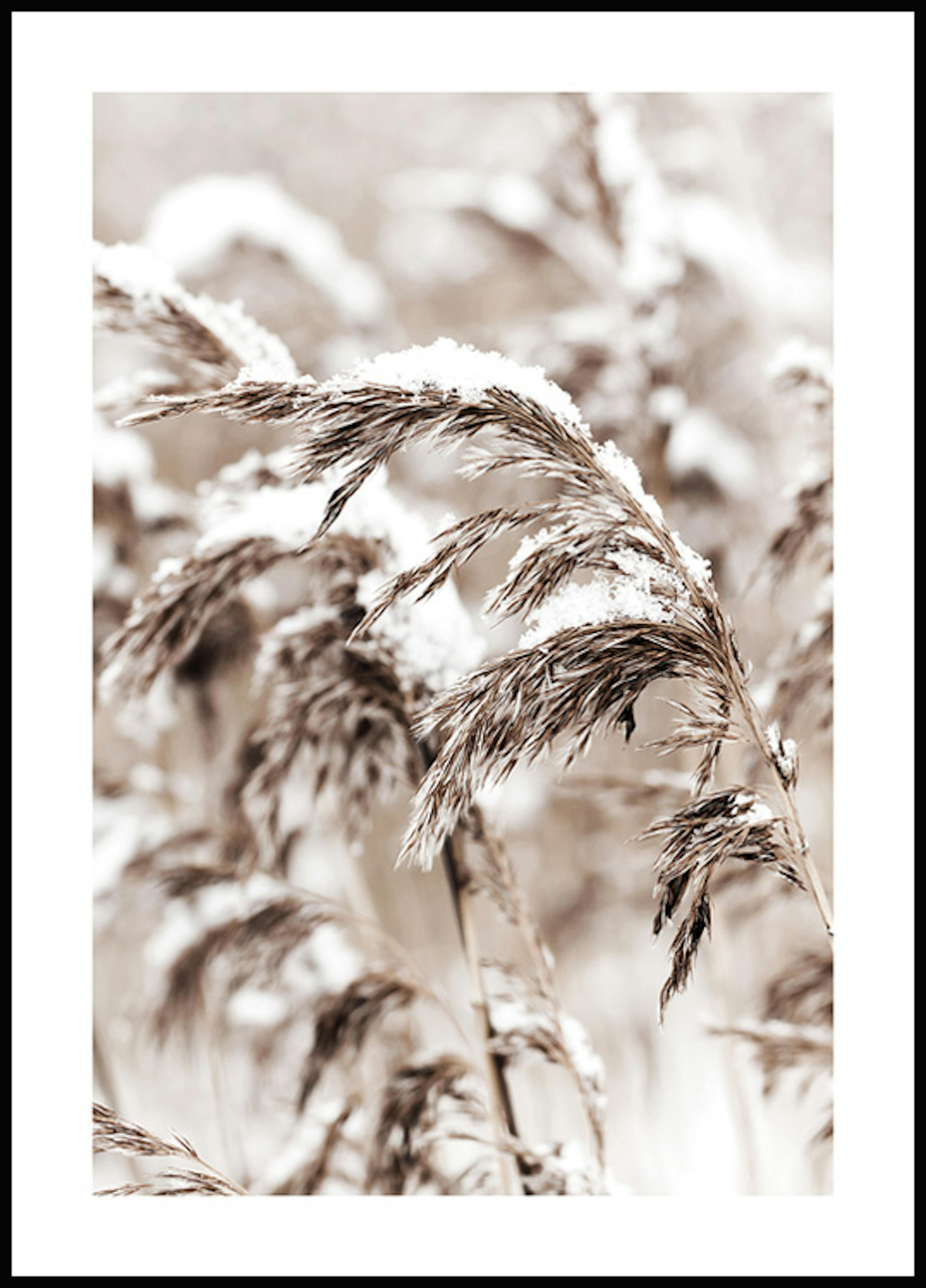 Snowy Reed Poster 0