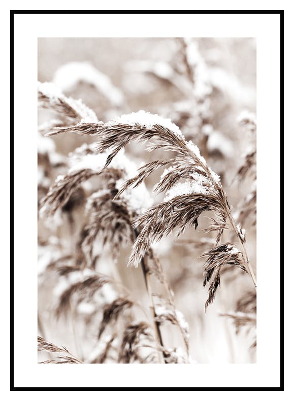 Prints Snowy Reed Poster (50x70 cm) - Poster Store