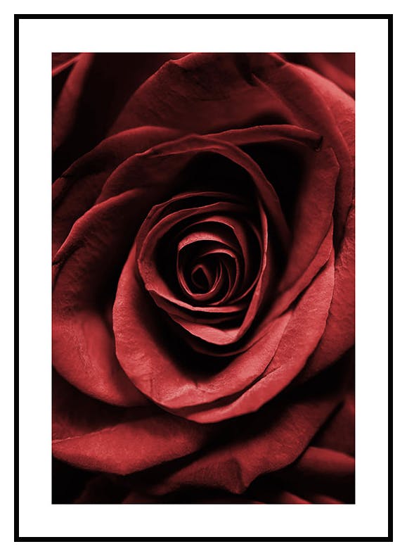 Red Rose Affiche (50x70 cm) - Poster Store